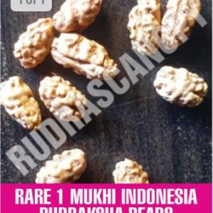 1 Mukhi Indonesia Rudraksha Bead