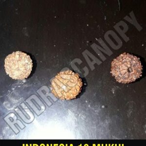 10 Mukhi Indonesia Rudraksha
