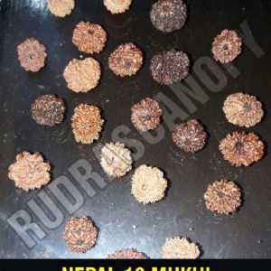 10 Mukhi Nepal Rudraksha