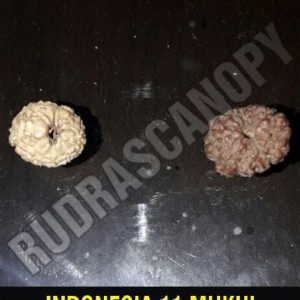 11 Mukhi Indonesian Rudraksha