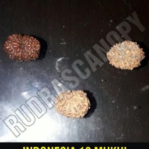 12 Mukhi Indonesian Rudraksha