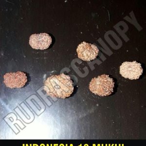 13 Mukhi Indonesian Rudraksha