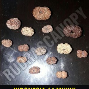 14 Mukhi Indonesia Rudraksha