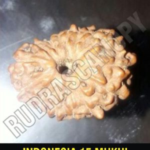 15 Mukhi Indonesia Rudraksha