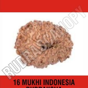16 Mukhi Indonesia Rudraksha