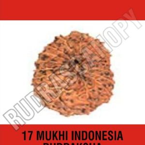 17 Mukhi Indonesia Rudraksha