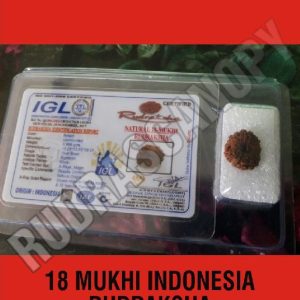 18 Mukhi Indonesia Rudraksha