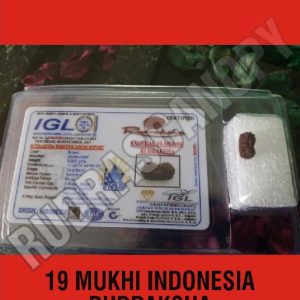 19 Mukhi Indonesia Rudraksha