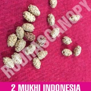 2 Mukhi Indonesia Rudraksha Bead