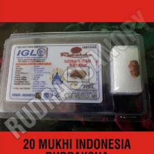 20 Mukhi Indonesia Rudraksha