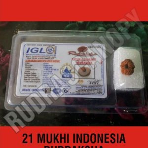 21 Mukhi Indonesia Rudraksha