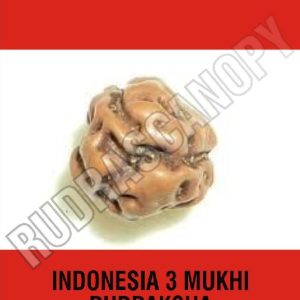 3 Mukhi Indonesian Rudraksha