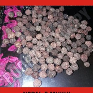 3 Mukhi Nepal Rudraksha
