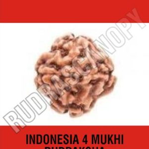4 Mukhi Indonesia Rudraksha
