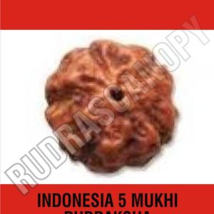 5 Mukhi Rudraksha of Indonesia