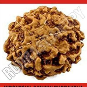 6 Mukhi Indonesia Rudraksha