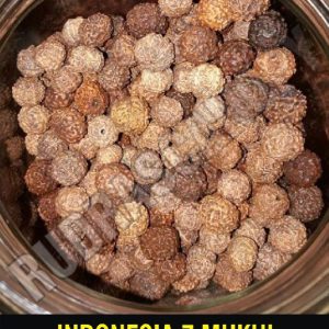 7 Mukhi Indonesian Rudraksha