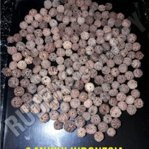 8 Mukhi Indonesian Rudraksha