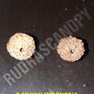 9 Mukhi Indonesian Rudraksha