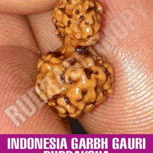 Indonesia Garbh Gauri Rudraksha