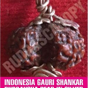 Indonesia Gauri Shankar Rudraksha
