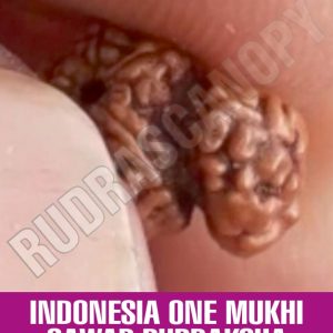Indonesia One Mukhi Sawar Rudraksha