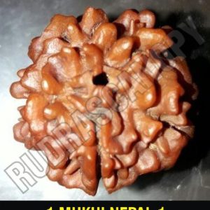 Natural 1 Mukhi Nepal Rudraksha (with no additional lines near the hole-underdeveloped)