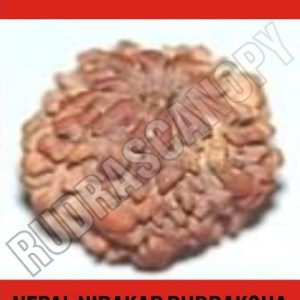 Nirakar Nepal Rudraksha