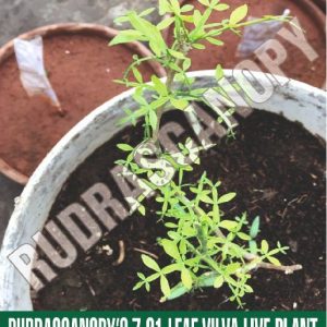 Rare 7-21 Leaf Maha Vilva Live Plant