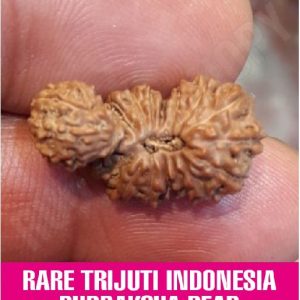 Rare Trijuti Indonesia Rudraksha
