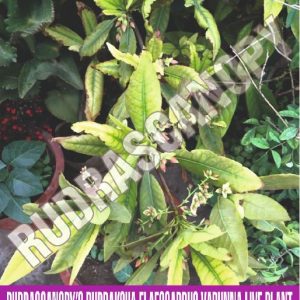 Rudraksha Live Plant