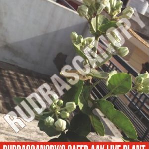 Safed Aak Live Plant